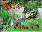 fauna 1